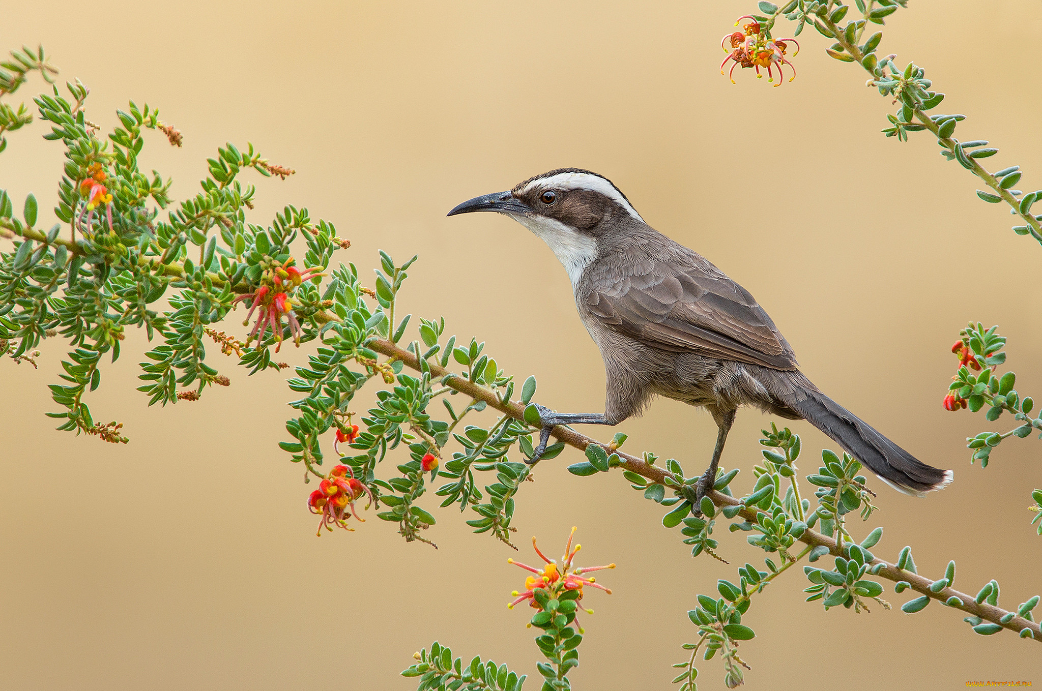 white-browed babbler, , , 